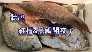 聽說紅槽\u0026黑鯛大咬了，來嘗試一下是不是謠言   [磯釣][黑鯛][沙格][南極蝦][紅槽]