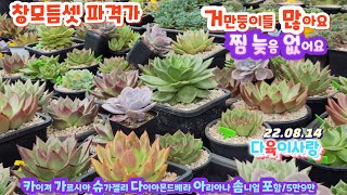 다육이사랑3탄/창모듬셋트/5만9만/거만둥이들포함/가르시아.카이져.다이아몬드베라.나폴리.아리아나.솜니엄.슈가젤리/택배 010 6301 7814