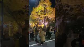 Meiji Jingu Gaien Ginko Trees at night 2023 - Japan Walking Tour