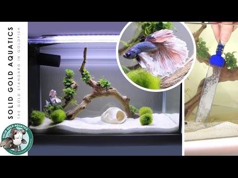 How I Do Water Changes for My Betta Fish How I Do Water Changes for My Betta Fish