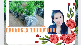 #ผักหวานบ้านพันธุ์เขาชะเมา   #เกษตรพอเพียง #เกษตร #ผักหวานบ้าน