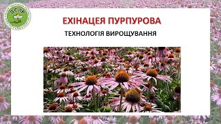 Ехінацея пурпурова (Echinacea purpurea) технологія вирощування