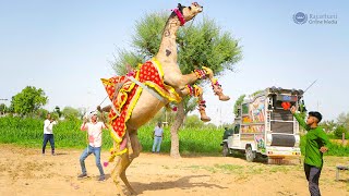New Rajasthani Camel Dance 2023 | ऊँट का ऐसा डांस राजस्थान मे पहली बार | New Rajasthani Dj Song
