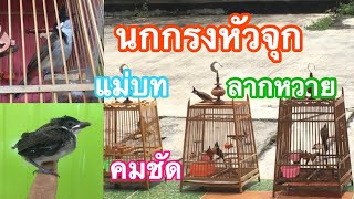 นกกรงหัวจุก | เสียงร้อง ลากหวาย แม่บท คมชัด | มีนกมาป่วน พาชมเจ้าลูกโทน ซุปเปอร์ แจ๊ค จัดให้ Ep.184