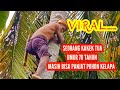 VIRAL, KAKEK UMUR 78 TAHUN BISA PANJAT POHON KELAPA. #VIDEOVIRAL