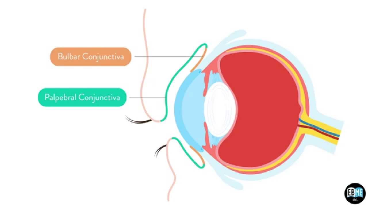 Conjunctiva Anatomy - Anatomy Reading Source