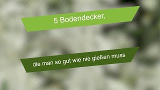 Gartentipp: 5 bodendeckende Pflanzen, die nahezu kein Gießen benötigen