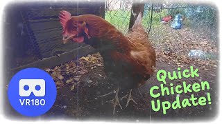 Quick Chicken 3D VR180 Update