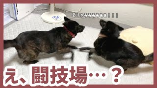 【甲斐犬】甲斐犬が2匹いると、たまに家が闘技場になる《ツムギの寝息付き》