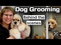 12/04/24 Dog Grooming LIVESTREAM: 2 Havanese, Maltipoo, 3 Poodles, MalShi, 2 Yorkies, & a Morkie.