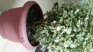 Aralia plant caring and propagation / അരേലിയ ചെടി പരിചരണം