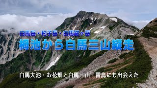 白馬大池から白馬三山縦走（雷鳥にも出会えた）