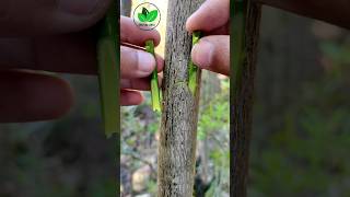 How to graft citrus plants 🍊 new amazing techniques #grafting #satisfying #fruit #tree #shorts