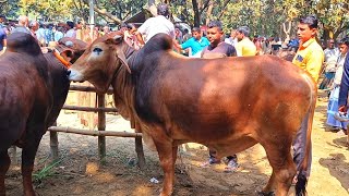 @আজ ২৫ ফেব্রুয়ারী২৫ | খামার উপযোগী শাহীওয়াল জাতের ষাড় গরুর বেচা-কেনা দিনাজপুরের আফতাবগঞ্জ হাটে?