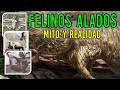 FELINOS ALADOS: Mito y Realidad (WINGED CATS) | Criptozoologia