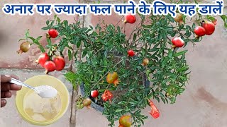 केवल यह चीज डालें 20 दिन में अनार का पौधा फलों से भर जाएगा fertilizer for pomegranate tree