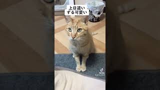 甘えたすぎてどこでもフミフミしちゃう猫#保護猫 #茶トラ #可愛い猫