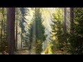 Peaceful music, Relaxing music, Instrumental music 