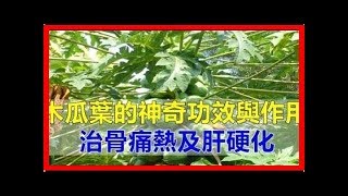 【木瓜葉】的神奇功效與作用，治骨痛熱及平衡血糖，家有【肝硬化】的人要知道