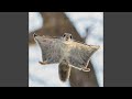 Flying Squirrel