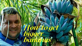 How to get Full Plump Bananas (blue Java)