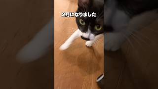 #猫 #猫強化月間 #猫なの #猫動画 #猫のいる暮らし #cat #cats #catlover #catvideos #catvideo #catshorts #catlovers