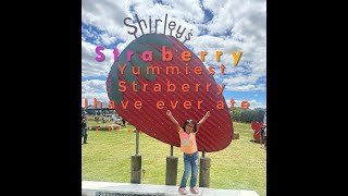 Shirley's Strawberry | Fruit Picking | Levin | #straberry #fruitpicking #fun #newzealand