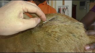 犬からワームを取り除くRemoving mangoworm in dog #16