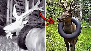 DESPERATE DEER lived with a splint on his neck for two years! And that's what's WRONG with him..