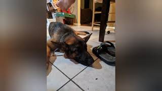 Cooper pictures slideshow! 🐕🦺🐕🦮