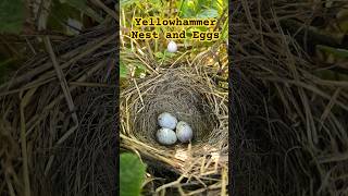 Beautiful Yellowhammer Nest with 3 Eggs in the UK 2024 | #birdnesting #birds #birdnest #britishbirds