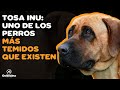 TOSA INU: 9 COSAS que debes saber