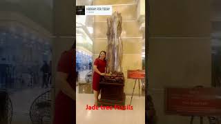 #Jade tree