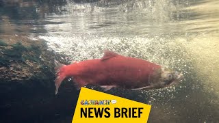 Thousands of spawning kokanee