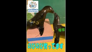 【　アシカ　】のびのび育ってます！！・伊勢シーパラダイス