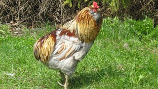 Araucana Chickens | Blue Eggs Rumpless