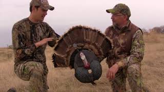 How to Fan in a Turkey