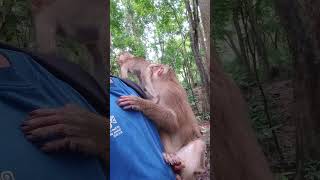 FLORIN Baby so cute nice🐒💐DX1 #shorts #animals #viral #shortsvideo #youtubeshorts #monkeys