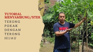 Tutorial Menyambung/StekTerong Pokak dengan Terong Hijau