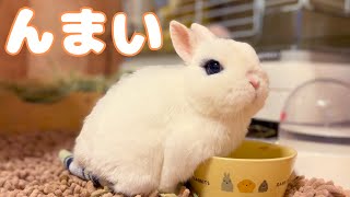 【Healing】Relaxing Life of a Bunny with Lower Body Paralysis | What is Komugi Doing Today?No9