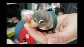 【ご予約1/14】ブルーボタンインコちゃん