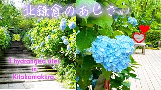 Hydrangeas in Kitakamakura / Meigetsuin / Kenchoji / Kamegayatsuzaka / 2 Jun 2024 / 4K