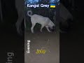 §360. kangal Грей. Стрибок. kangal shepherd грей кангал dog jump shorts 🇺🇦🐕‍🦺