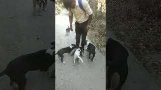 Dogs lover❤️♥️ ভালোবাসা সত্যি হলে অবলা প্রাণী ও ছুটে jai#shortvideo #viral