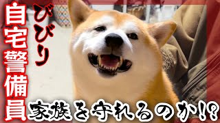 ビビりのくせに怪しい新入りを監視する柴犬が…