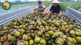 How Farmers Harvest Water Lily Nuts: Growing and Processing Fox Nuts (Makhana) | Farming Documentary