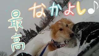 【2020/12/20.保護犬と行く】新雪の中、雪原での雪遊び☆ヽ(最´∀｀高)ﾉ★【ワンニャピアあきた出身】