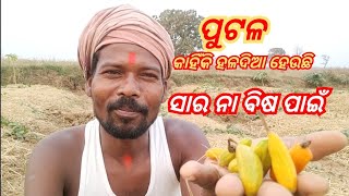 ପୁଟଳ କାଇଁକି ହଳଦିଆ ହେଉଛି ସାର ନା ବିଷ ପାଇଁ. Putal Kaiki Haldia Hehuchi. #Putalchas