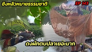 ชิงหลิวหมายธรรมชาติ EP 143 กลางดงผักตบปลาเยอะมาก