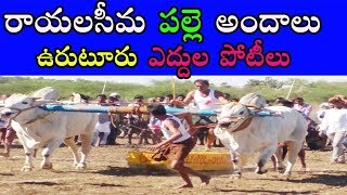 రాయలసీమ పల్లె అందాలు #3 || Uruturu ఎద్దుల పోటీలు | Veerapunayunipalli || Kadapa || Rayalaseema 2018